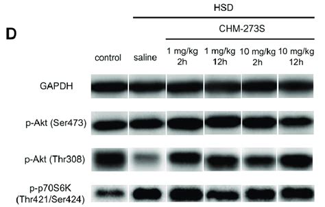 Western Blot Analysis Of P Akt Ser P Akt Thr And P P S K