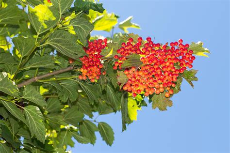 Manojos De Viburnum Rojo En Un Fondo Del Cielo Azul Cultivando Un