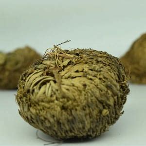 Large Rose Of Jericho Resurrection Plant Rosa De Jerico Reviving House