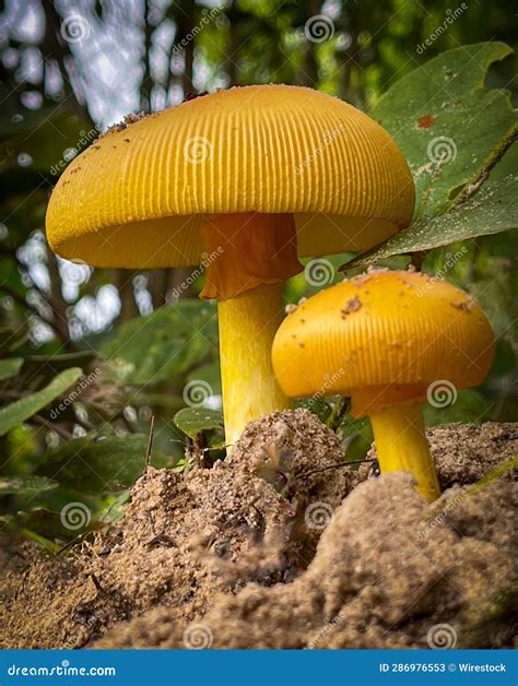 Close Up Shot Of A Cluster Of Fly Agaric Bright Yellow Mushrooms