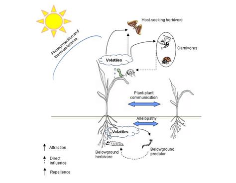 1 Vegetative Volatiles Mediate The Interaction Of The Plant With Its