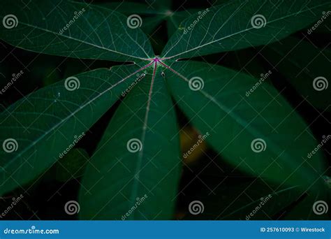 Closeup Of Lush Green Cassava Leaves In The Dark Forest Stock Image Image Of Nature Foliage