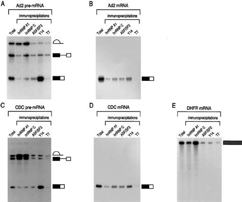 Immunoprecipitation Of Rnas From In Vitro Splicing Reactions Ae The