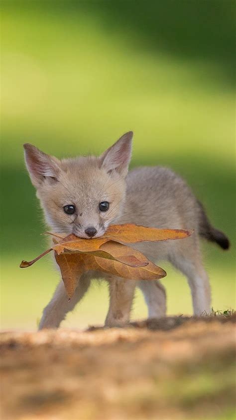 Cute Baby Animals Fox Pup Playing With Leaves Fox Pups Animal