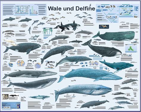 Wale Und Delfine Poster Im Kinderpostershop Online Bestellen