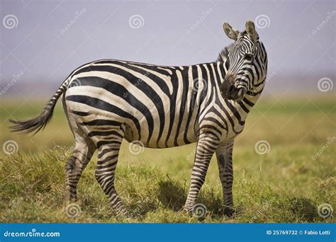 Zebra Standing Stock Photo Image Of Stripes Animal 25769732