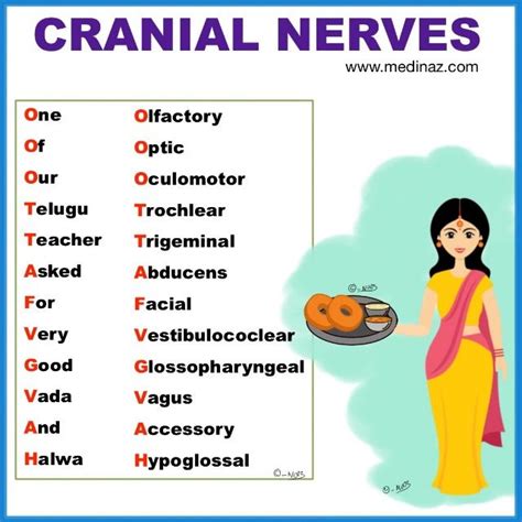 Cranial nerves mnemonics - Anatomy Simplified - | Cranial nerves, Study flashcards, Cranial ...