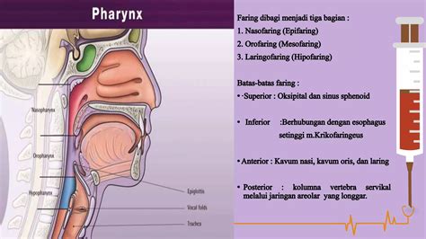 anatomi laring faring.pptx