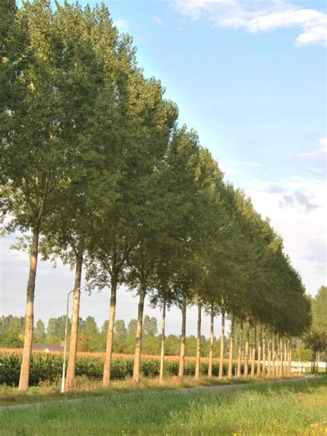 Populus Canadensis Koster Canada Populier Cv Van Den Berk