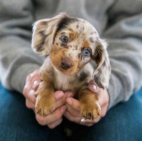 Long Haired Miniature Dachshund All Dachshund