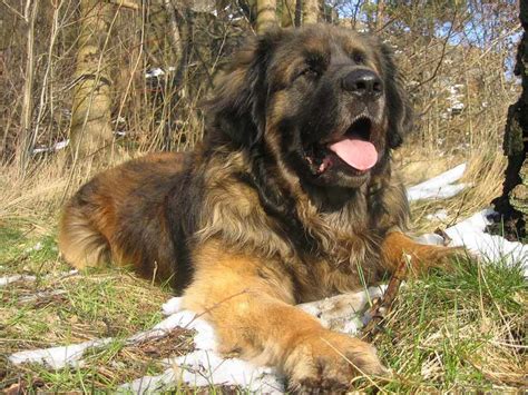 Leonberger Dog Breed Standards