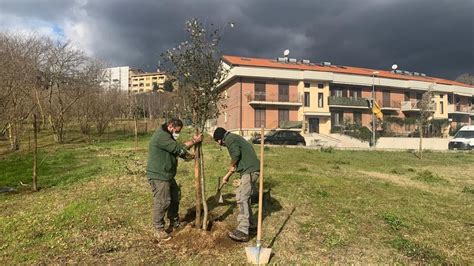 Nuovi Alberi In Citt Festa Vicini Alla Soglia Delle