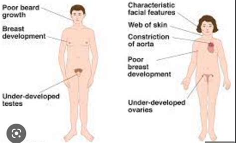 Human Sexuality Flashcards Quizlet