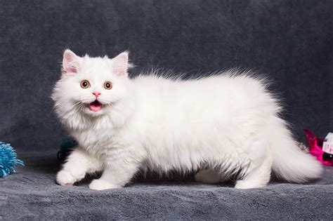 White Munchkin Cat: Info, Pictures, Facts & History - Catster