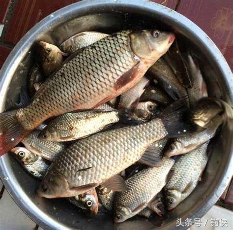 冬天釣鯽魚沒有口？那是因為你認定冬天魚不好釣 每日頭條