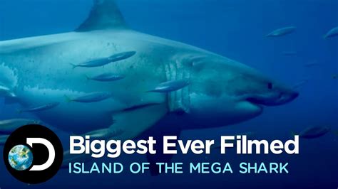 The Biggest Great White Ever Filmed Island Of The Mega Shark Youtube