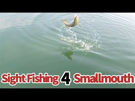 Minnesota Fishing Opener Sight Fishing For Smallmouth Bass Youtube