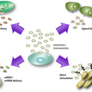 Different Effects Of Secreted Exosomes Microvesicles Mv On Target