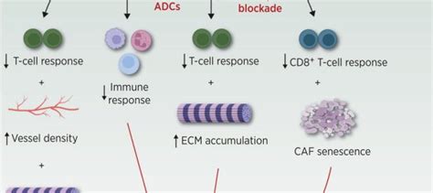 Cancer Immunotherapy Creative Biolabs Oncolytic Virotherapy