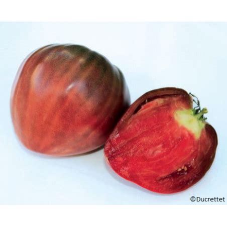 Tomate Allongée Coeur de Boeuf Noire Bio Graine de Tomate Magellan Bio