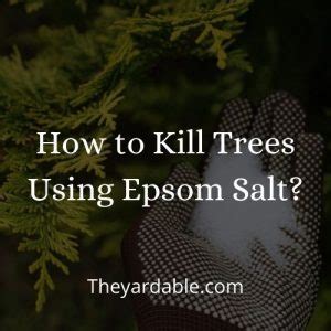 How To Use Epsom Salt To Kill Tree Stumps And Roots Theyardable