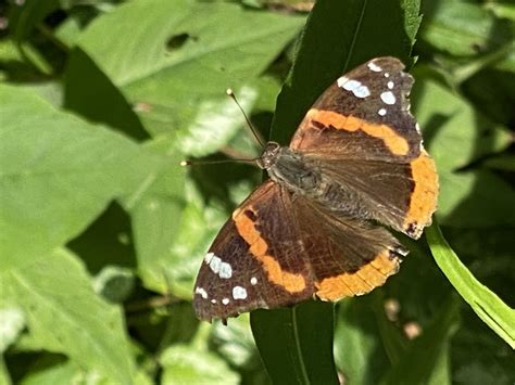 New York Butterflies And Moths Of North America