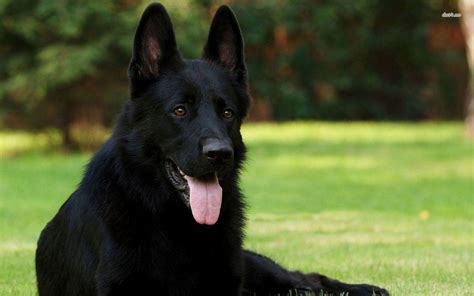 Black German Shepherd Wallpapers Top Free Black German Shepherd