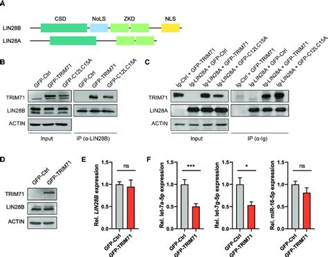 Trim71 Interacts With Lin28 Proteins And Specifically Regulates Let 7