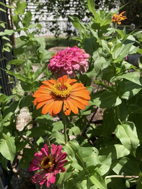 Zinnia Flor Florecer Foto Gratis En Pixabay Pixabay