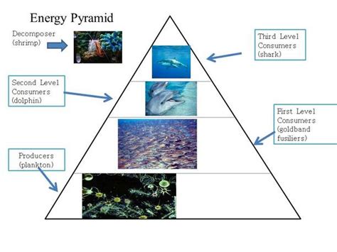 Energy Pyramid Marine Ecosystem