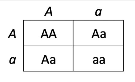 How Alleles are Passed from Parents | Punnet Squares & Genotypes ...