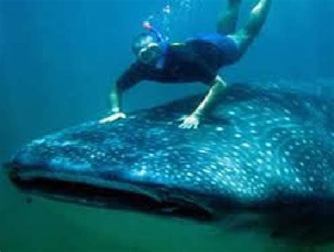 Afro Whale Shark Safari Whale Swimming With Whale Sharks Whale Shark