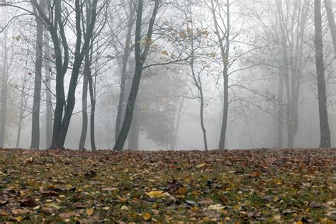 Autumn forest, fog 9671962 Stock Photo at Vecteezy