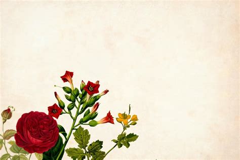 Red Flowers Background Images Free | Best Flower Site