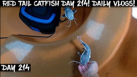 Day 214 Daily Red Tail Catfish Vlog Watch Them Grow YouTube