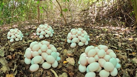 Wow Wow A Female Fisherman Pick A Lot Of Duck Eggs In The Forest Youtube