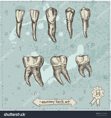 Vector Illustration Anatomy Teeth Set Hand Stock Vector (Royalty Free) 152289584 | Shutterstock