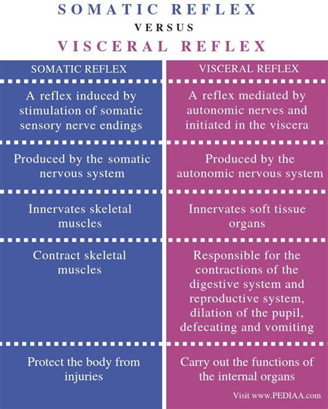 What Is The Difference Between Somatic And Visceral Reflex Pediaacom