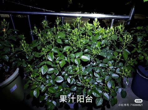 盆栽月季花爆花养护攻略养眼的花苞图赏 藤本月季网