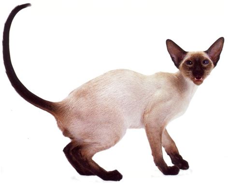 Siamese Cat Tattoo Designs - ClipArt Best