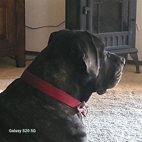 People - 🔗: bit.ly/4qPLZ8k Toenail, a beloved ostrich who grew popular