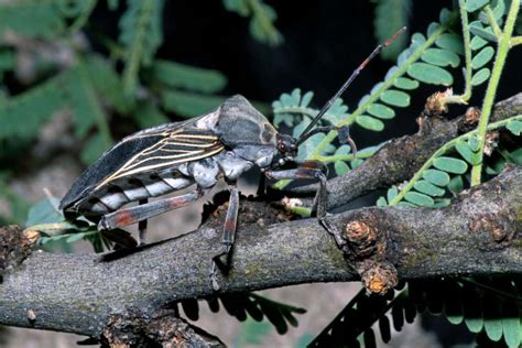 Mesquite Bug Focusing On Wildlife