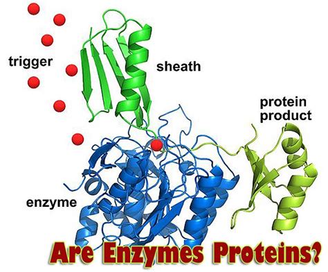 Are Enzymes Proteins