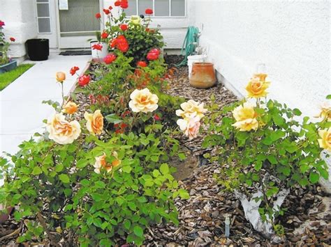 Shredded Wood Works Best As Mulch For Roses Home And Garden Life