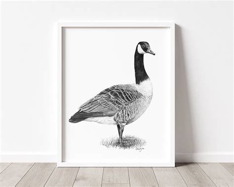 Canada Goose Art PRINT Wild Goose Pencil Drawing Wall Art - Etsy