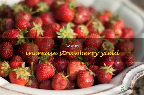 Maximizing Strawberry Yields Tips For A Bigger Harvest Shuncy