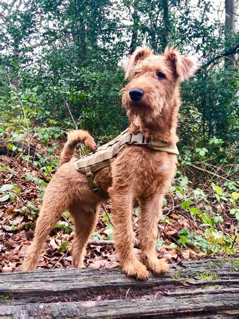 Irish Sheep Hound