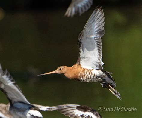 Blavk Tailed Godwit Btg At Wwt Slimbridge Alan Mccluskie Flickr