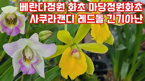 긴기아 복륜긴기아 카틀레아 환타지아 미니퍼플 베란다정원 관엽식물 Youtube