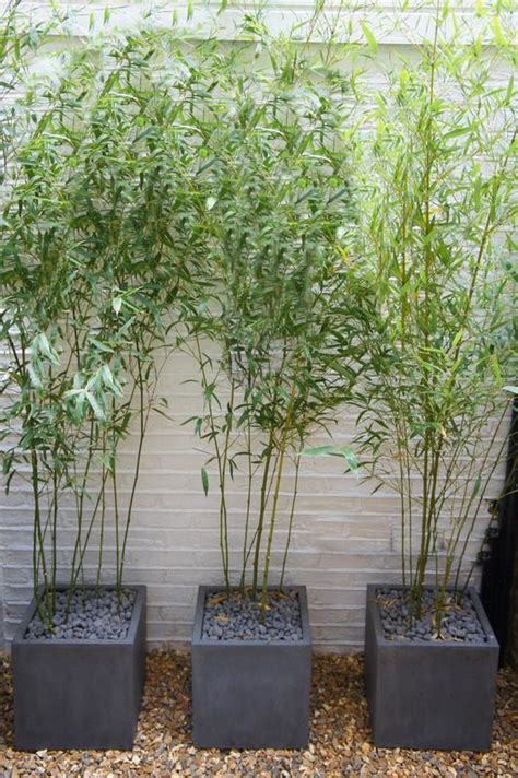 Useful Tips For Growing Bamboo Plants In Pots - Page 2 of 2